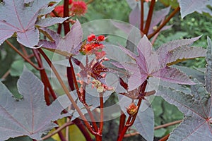 Blooming Castor oil plant, Ricinus communis, Bavaria, Germany, Europe