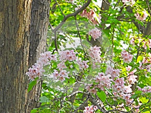 The blooming Catalpa bungei