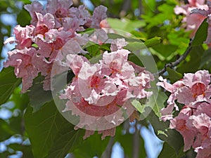 The blooming Catalpa bungei