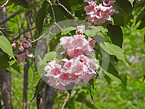 The blooming Catalpa bungei