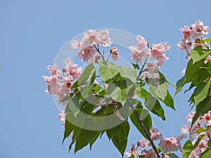 The blooming Catalpa bungei