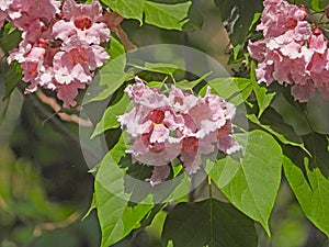 The blooming Catalpa bungei