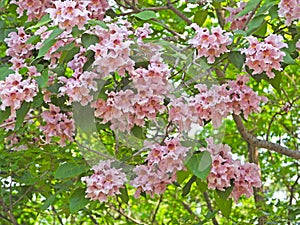 The blooming Catalpa bungei