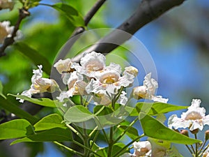 The blooming Catalpa bungei