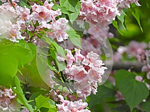 The blooming Catalpa bungei