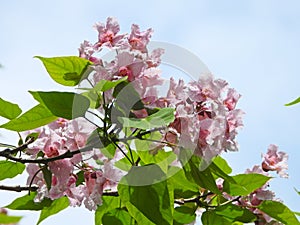 The blooming Catalpa bungei