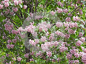 The blooming Catalpa bungei