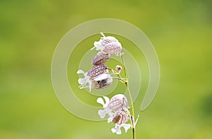 Blooming catchfly, Caryophyllaceae photo