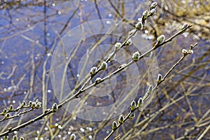 Blooming cats on thin branches against the background of water