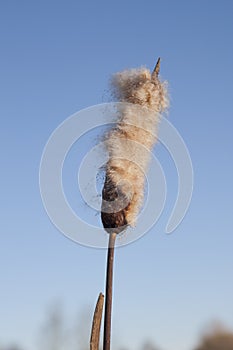 Blooming cattail against blue sky