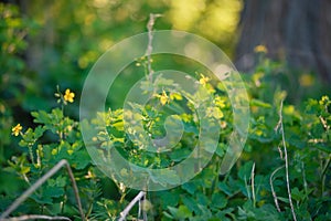 Blooming celandine, Chelidonium majus, greater celandine, nipplewort, swallowwort or tetterwort in forest lit by rays of photo