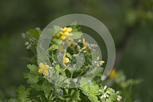 Blooming celandine grass on a green background