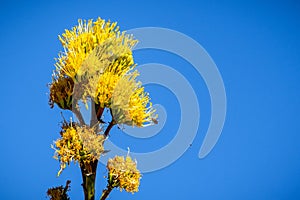 Blooming Century plant, Maguey, or American aloe Agave americana; blue sky background, California photo