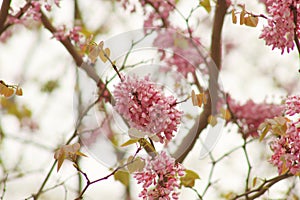 the blooming Cercis chinensis