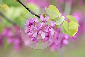 Blooming Cercis occidentalis in the mountains of Cyprus in spring