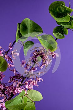 Blooming cercis siliquastrum on a purple background