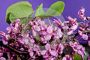 Blooming cercis siliquastrum on a purple background