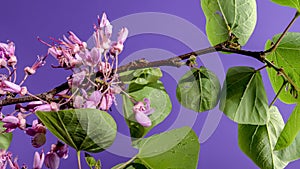 Blooming cercis siliquastrum on a purple background