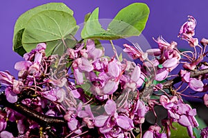 Blooming cercis siliquastrum on a purple background photo