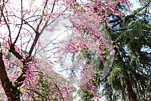 Blooming Cersis, blooming Judah tree against the blue sky, a beautiful pink-blue floral background