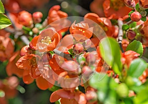 Blooming Chaenomeles japonica