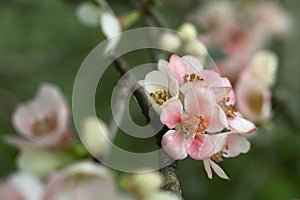 Blooming Chaenomeles speciosa in a garden