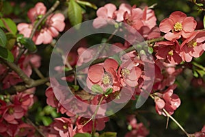 Blooming Chaenomeles speciosa in a garden