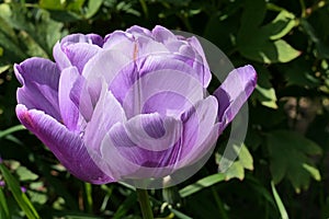 Blooming chalice of light violet coloured tulip, sunbathing in spring sunshine, late april.