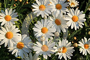 Blooming chamomiles on the meadow at the sunset.