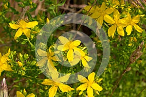 Blooming chase-devil