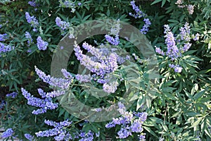 Chaste tree or Monk\'s Pepper, Vitex agnus-castus photo