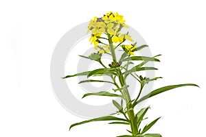 Blooming Cheiranthus cheri flower photo