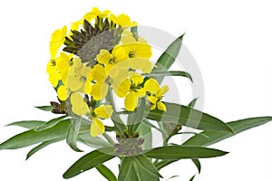 Blooming Cheiranthus cheri flower