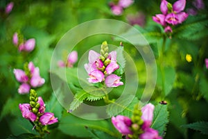 Blooming Chelone obliqua Rose turtlehead in the garden. Shot on vintage lens with high vignette. Selective focus