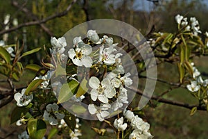 Blooming Cherries, Apple Tree, Pear and Peach