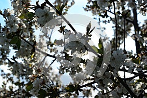 Blooming Cherries, Apple Tree, Pear and Peach