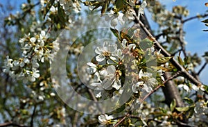 Blooming Cherries, Apple Tree, Pear and Peach