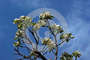 Blooming Cherries, Apple Tree, Pear and Peach