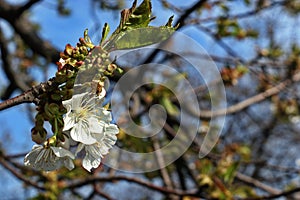 Blooming Cherries, Apple Tree, Pear and Peach