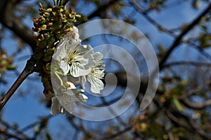 Blooming Cherries, Apple Tree, Pear and Peach