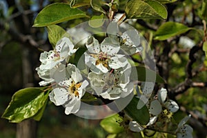 Blooming Cherries, Apple Tree, Pear and Peach