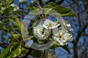 Blooming Cherries, Apple Tree, Pear and Peach