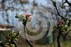 Blooming Cherries, Apple Tree, Pear and Peach