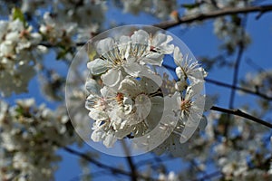 Blooming Cherries, Apple Tree, Pear and Peach