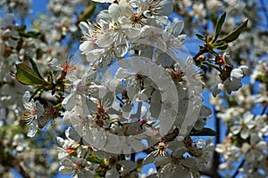 Blooming Cherries, Apple Tree, Pear and Peach