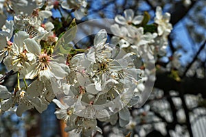 Blooming Cherries, Apple Tree, Pear and Peach