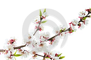 Blooming cherry or apricot branch with pink flowers and Bud isolated on white background