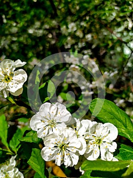 Blooming cherry on a background of blue sky. White cherry flowers on a tree close-up.