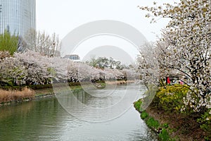 Blooming cherry blossom alley in spring at Lotte World tower photo