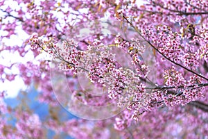 Blooming cherry blossom in Chiang Mai,Thailand